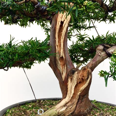 (UK Only)Juniper Procumbens kit - httpswww. . Herons bonsai